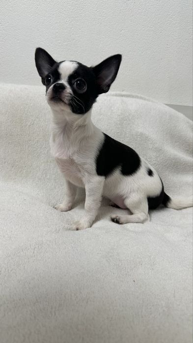 Чіхуашечка готова до подорожі