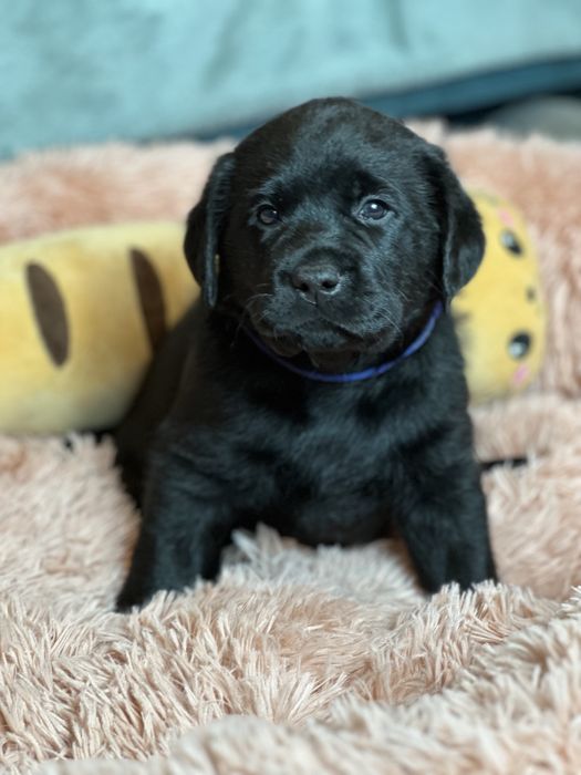 Labrador Retriever - piękne czarne szczenięta