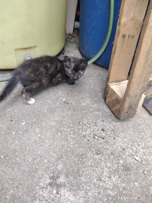 Uma gatinha para adopção