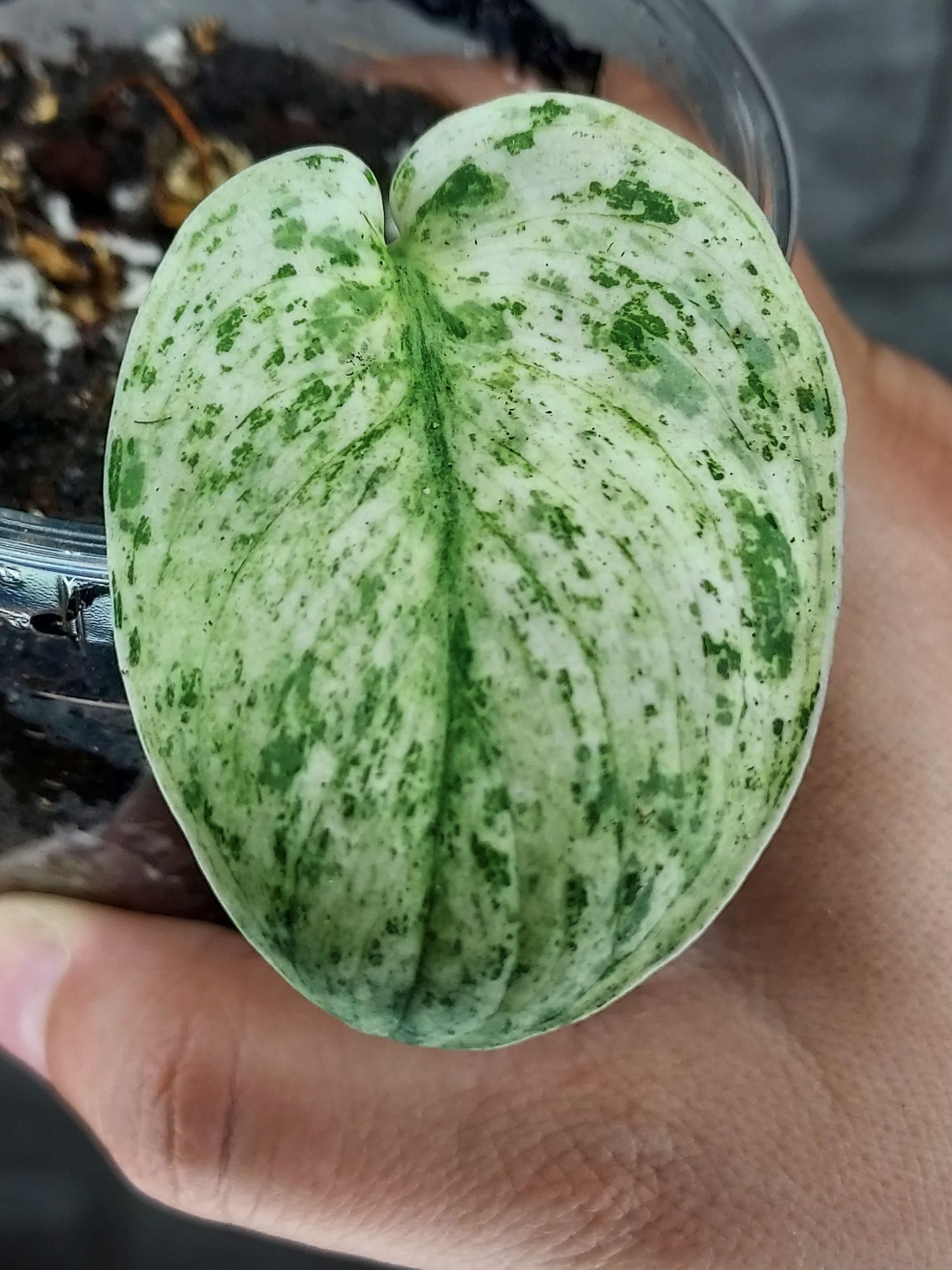 Scindapsus Cream Brulee #4
