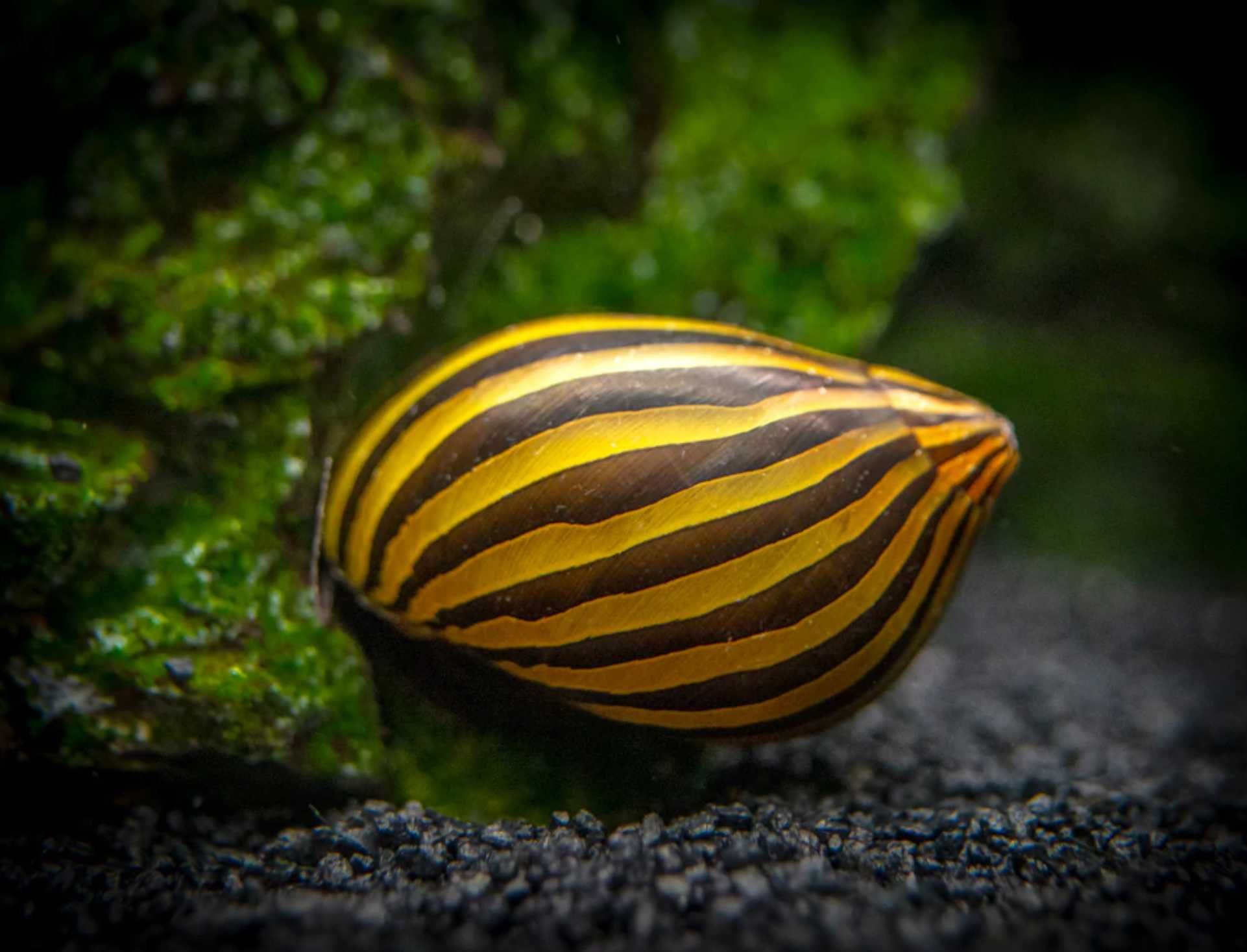Ślimak Neritina natalensis ZEBRA - dowozimy, wysyłamy