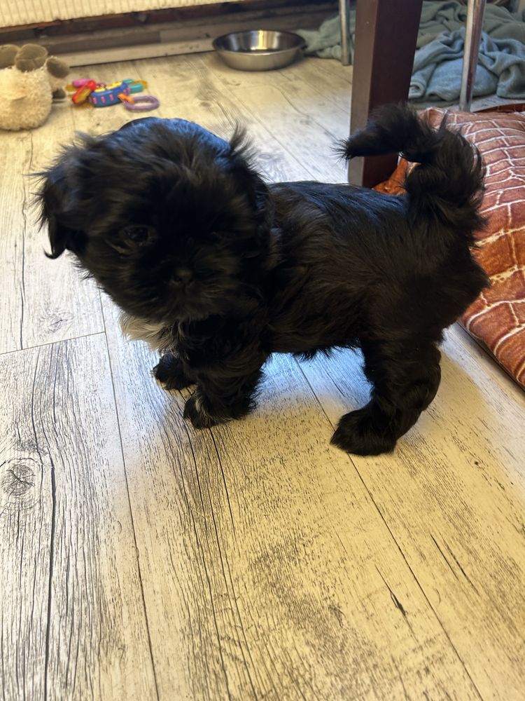 Szczeniak Shihtzu
