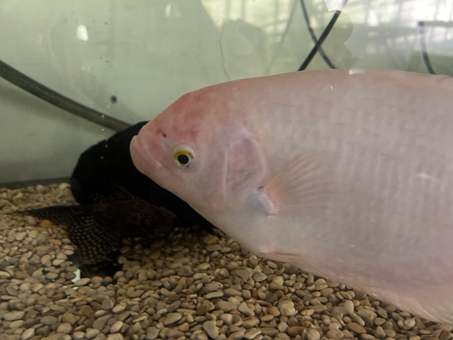 Gourami XL.
