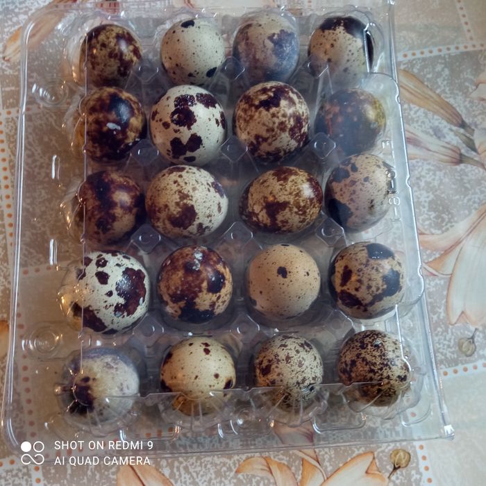 Jajka przepiórcze lęgowe