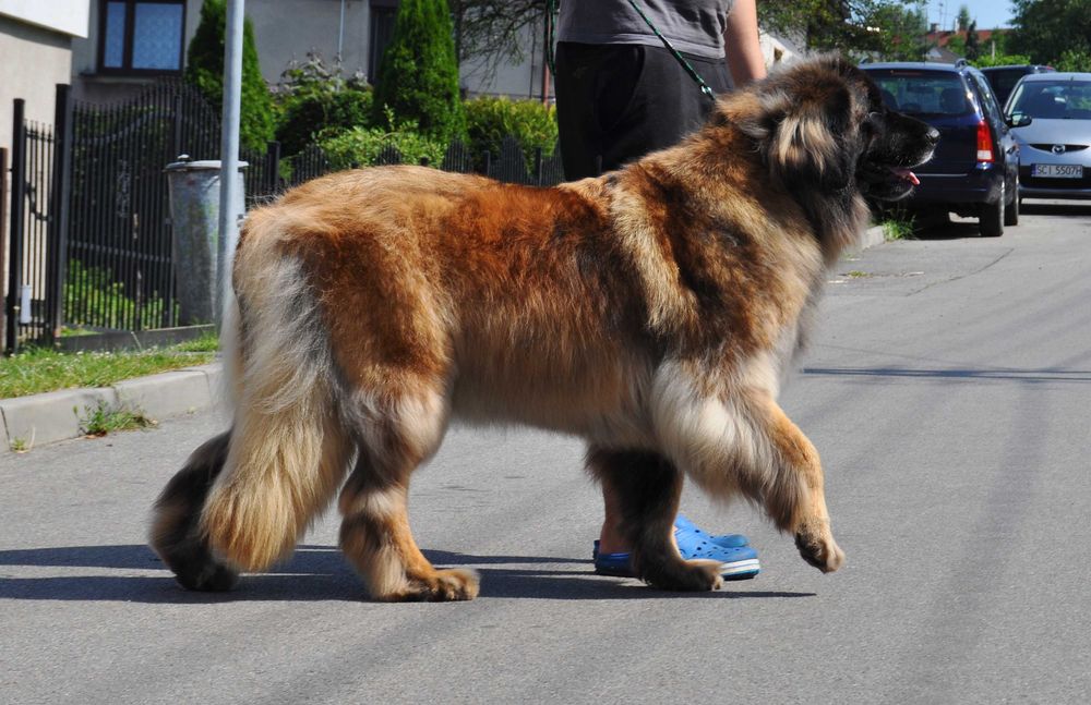 Leonberger-planowany miot-szczeniaczki