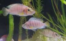 Altolamprologus compressiceps shell Sumbu