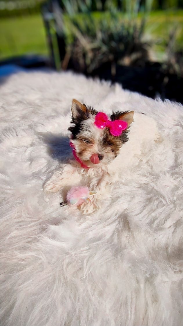 **MINI KSIĘŻNICZKA** Biewer Yorkshire Terrier Gotowa do odbioru!