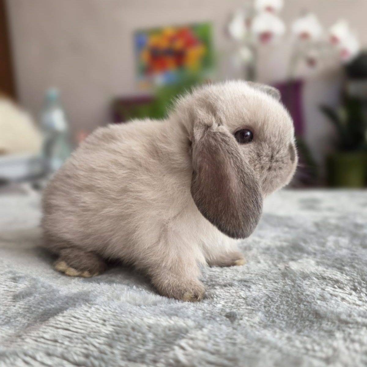 Karzełek baranek syjamski, królik miniaturka, (nie) mini lop, rasowy