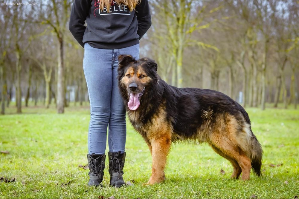 Piękny duży aktywny pies do adopcji