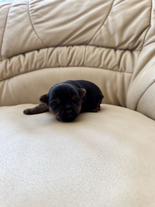 Йоркширський терєр