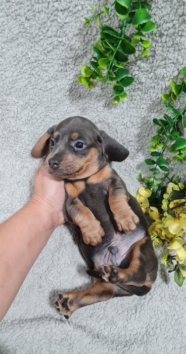 Estupendo Teckel Blue de Qualidade