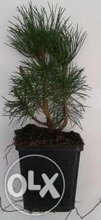 Kosodrzewina Sosna Mugo Pumilio Doniczka P9 na skarpy ładna tanio!!!