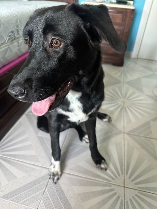 Adoção de animal