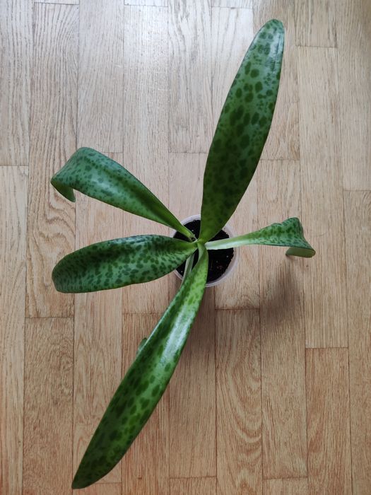 Епіпремнум Sebi blue,Дріміопсіс Kirkii,Калатея Лубберса.