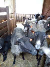 Sprzedam owce -likwidacja stada