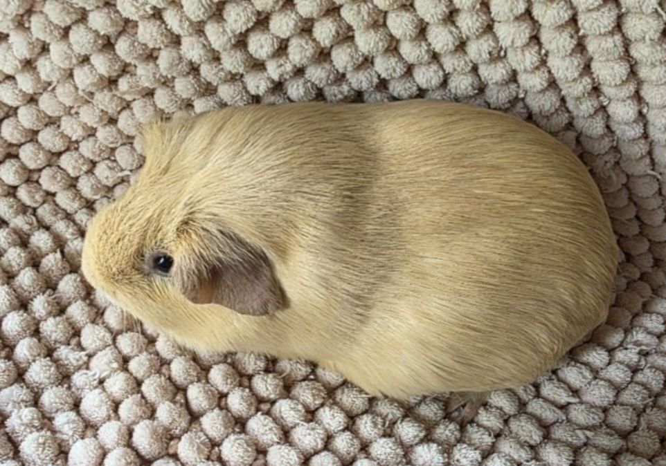 Дівчинка Кремовий Англійський селф морская свинка