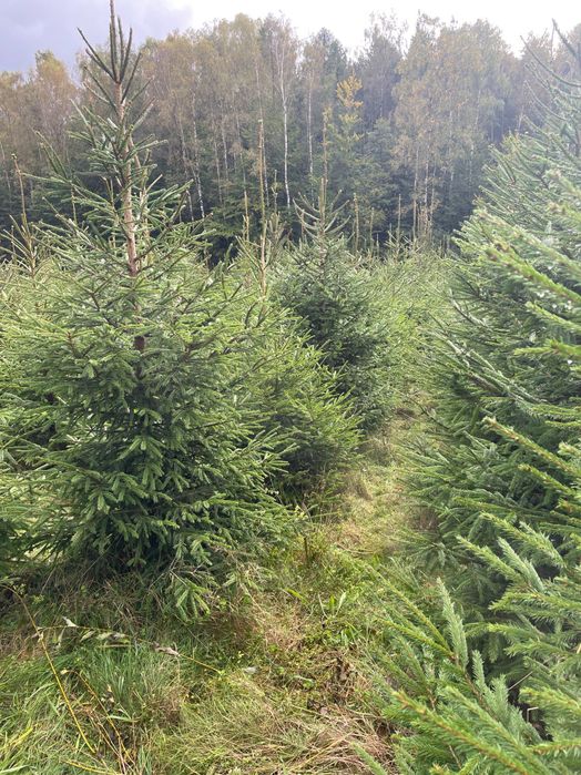 Świerk srebrny lub pospolity formowany choinki, plantacja choinek