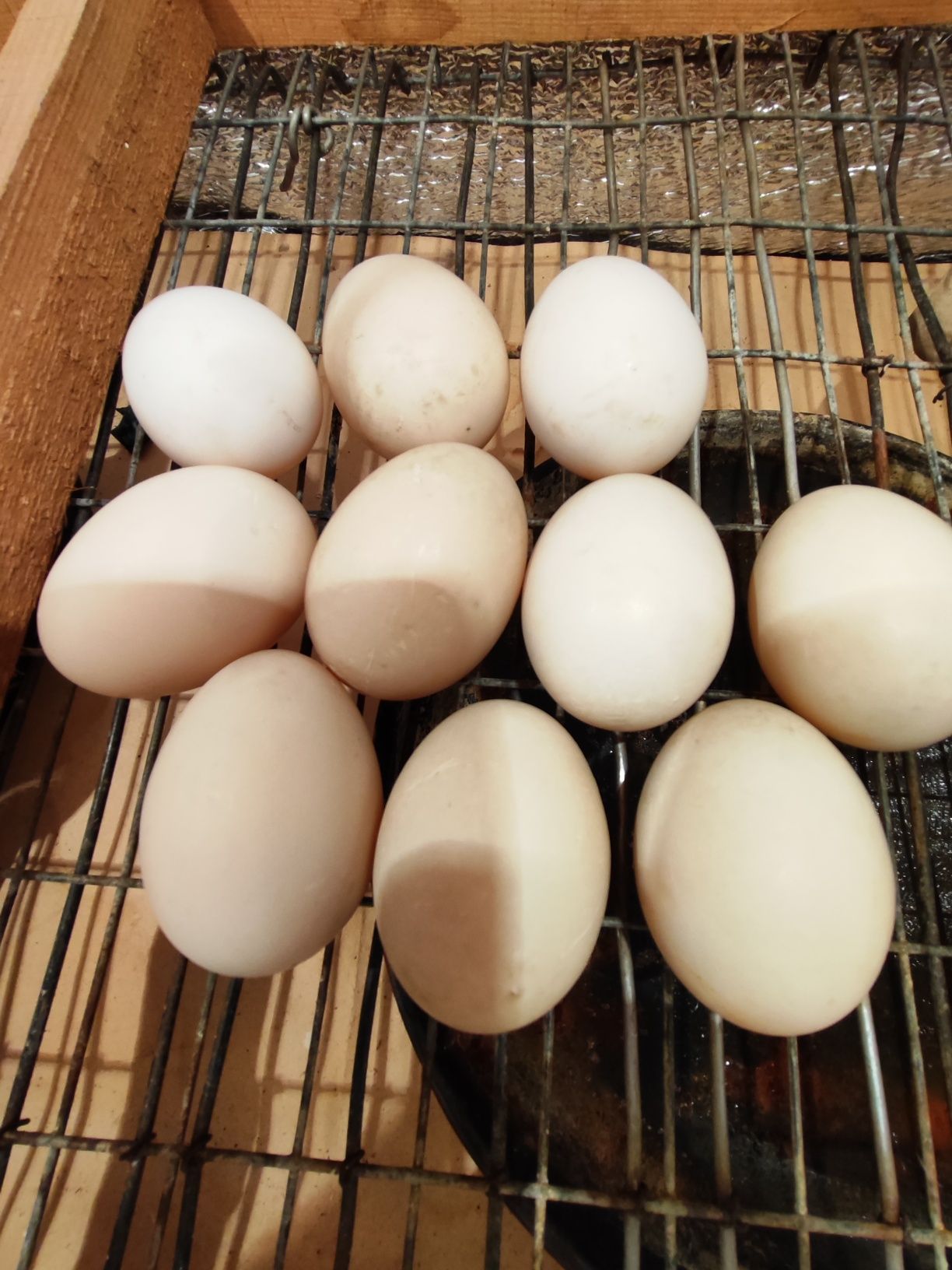 Інкубаційне яйце мускусної качки німецької селекції