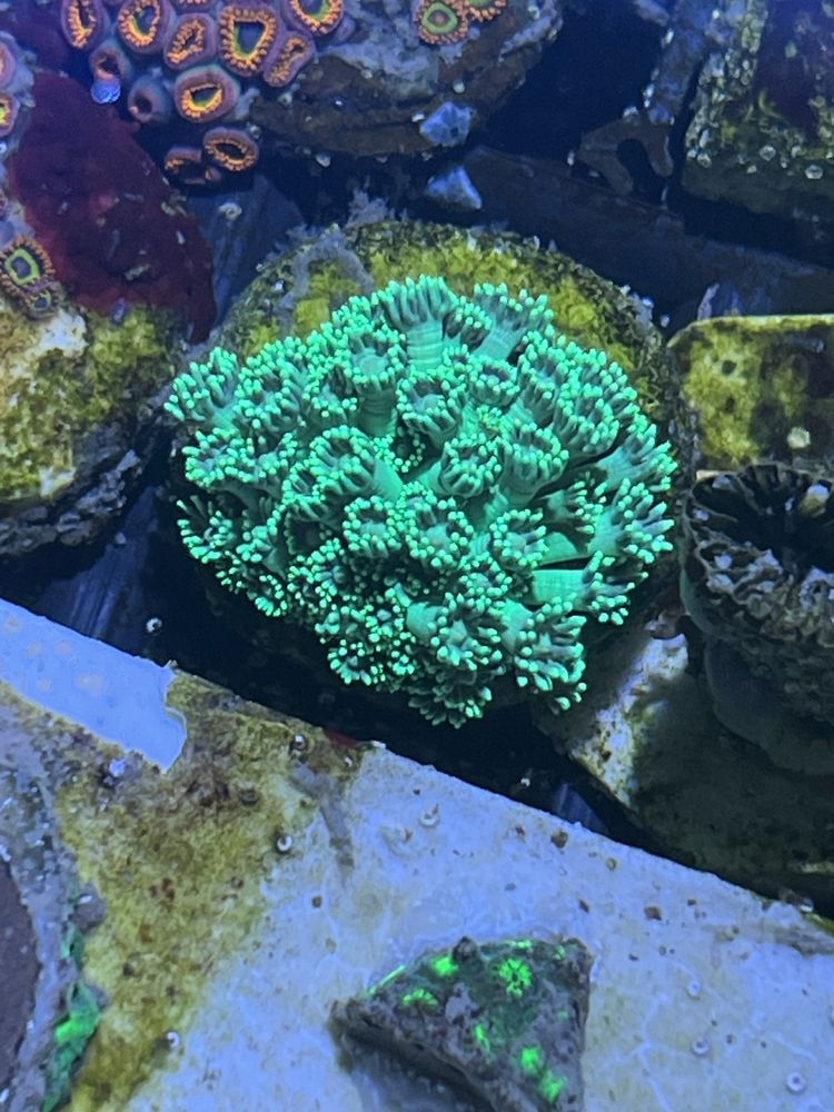 65 Goniopora Fluo Green Lps Szczczepka Akwarium Morskie Koralowiec