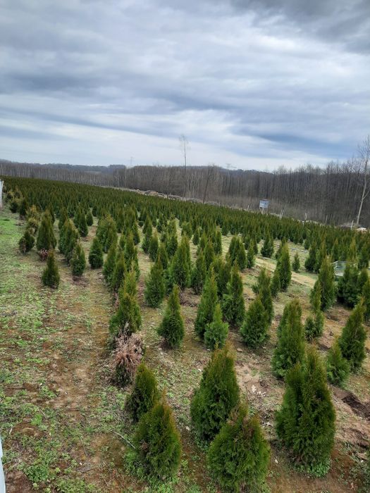 Tuja szmaragd 120 180cm WYPRZEDAŻ