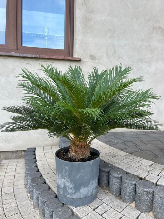 Palma Cycas Revoluta