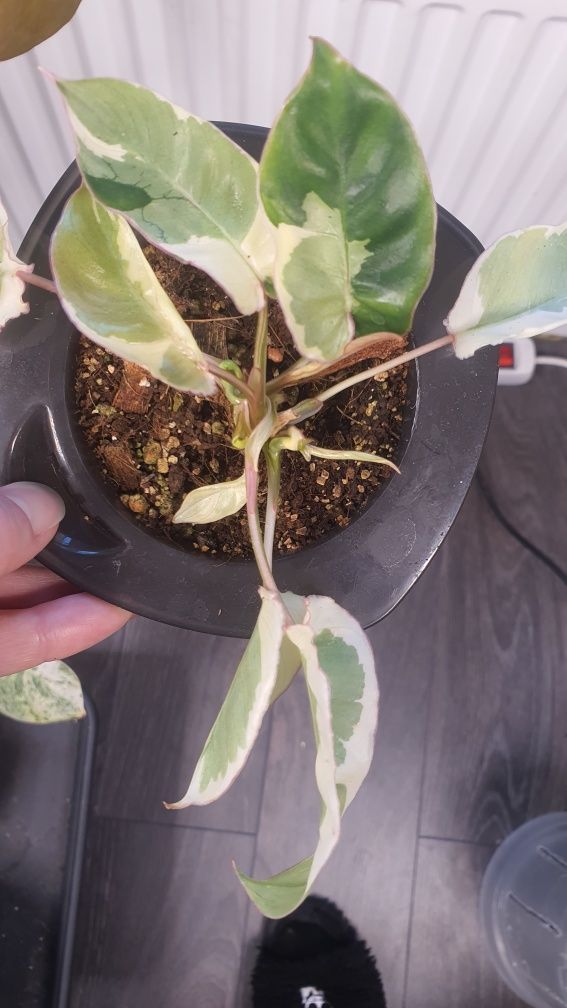 Philodendron burle marx lava variegata
