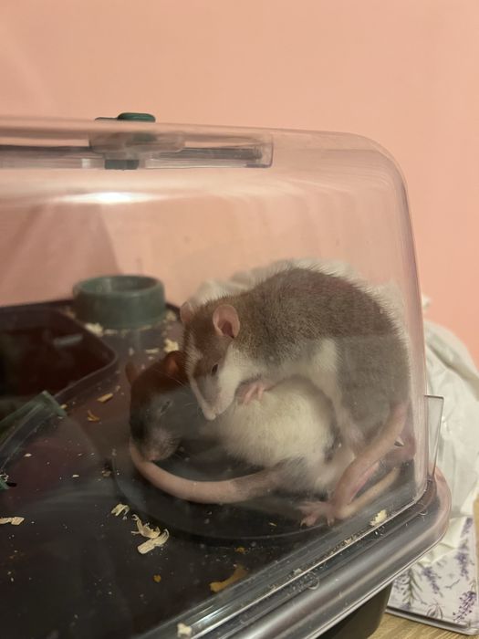 Oddam szczury  bez klatki