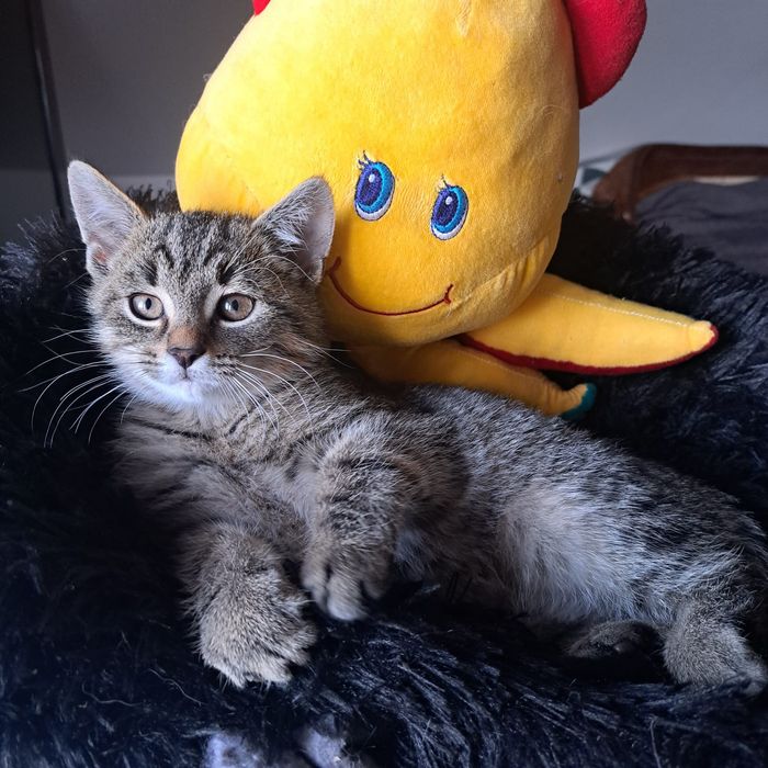 Belzebubek dwa i pół miesiąca