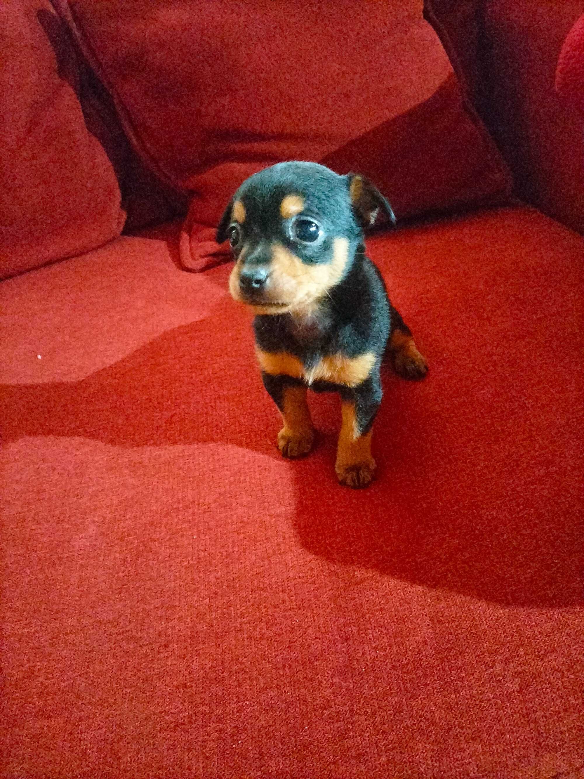 Pinscher fêmea linda