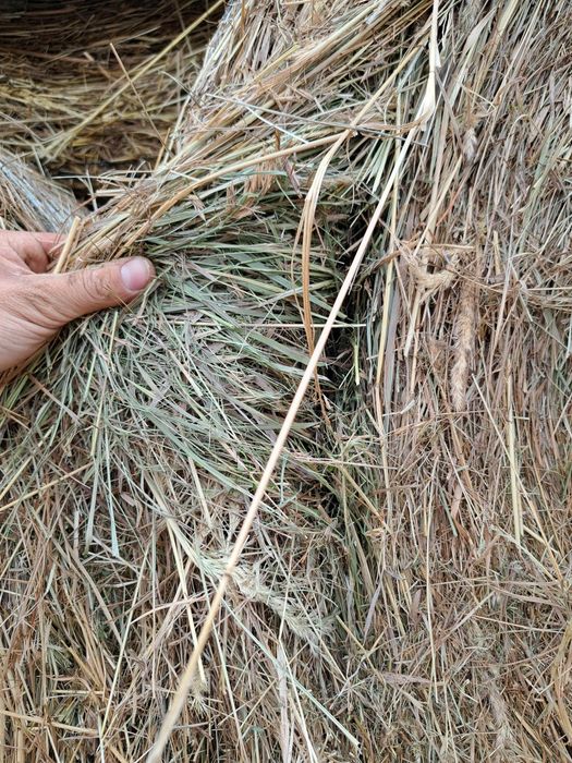 Siano w balotach 120x120 / siano 1 pokos 2 pokos TRANSPORT