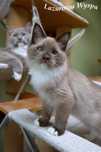 Erotyka Ragdoll mink z Lazurowej Wyspy.