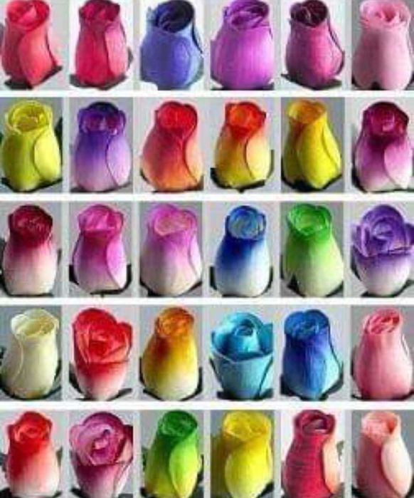 Rosas de Madeira ( uma Rosa de madeira é para empre)