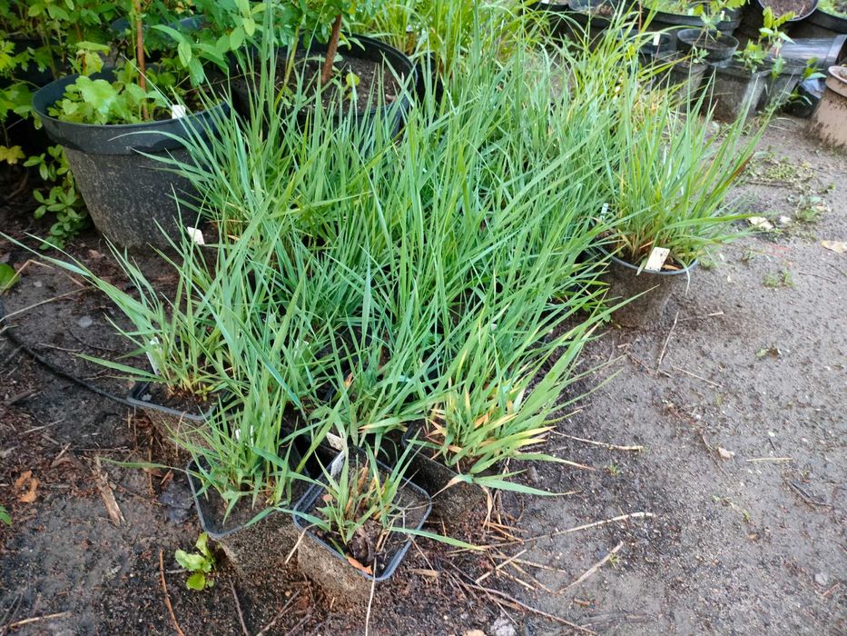 proso rózgowate heavy metal