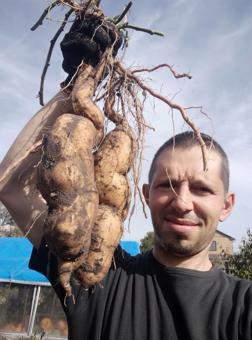 "Продам  клубни батата !  батат Киев"