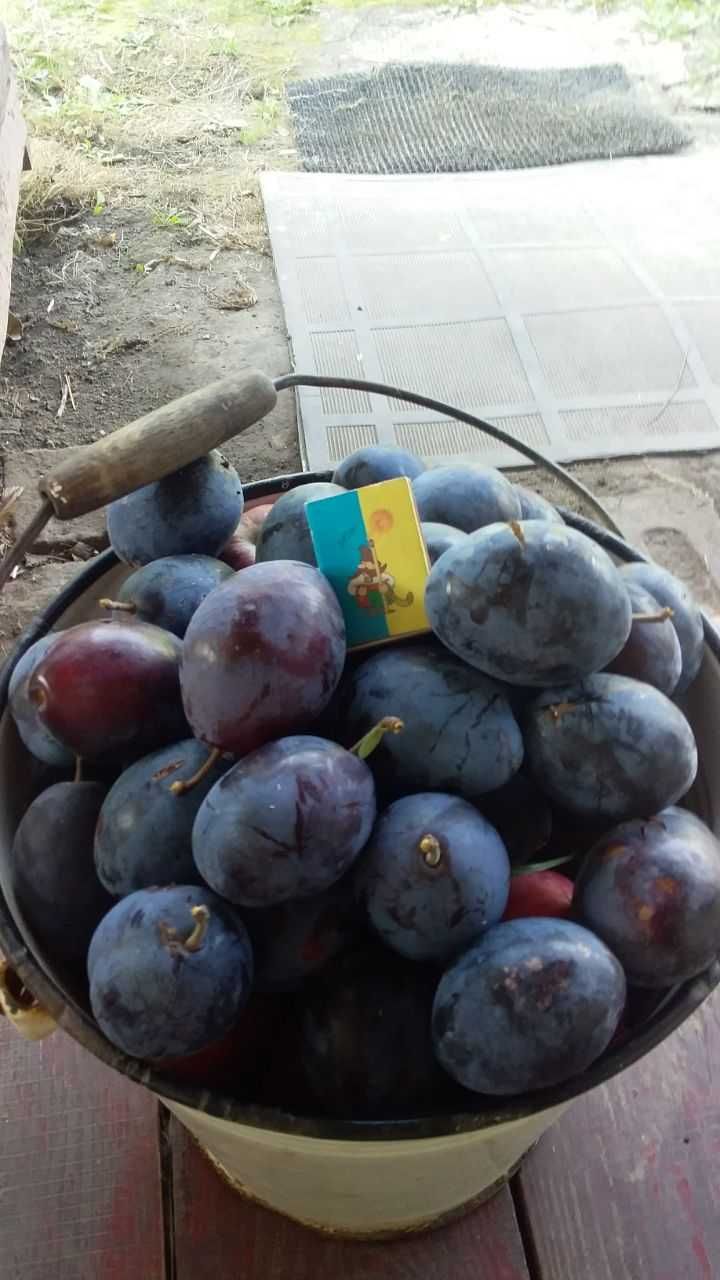Продаж земельної ділянки під будівництво село Пикуловичі