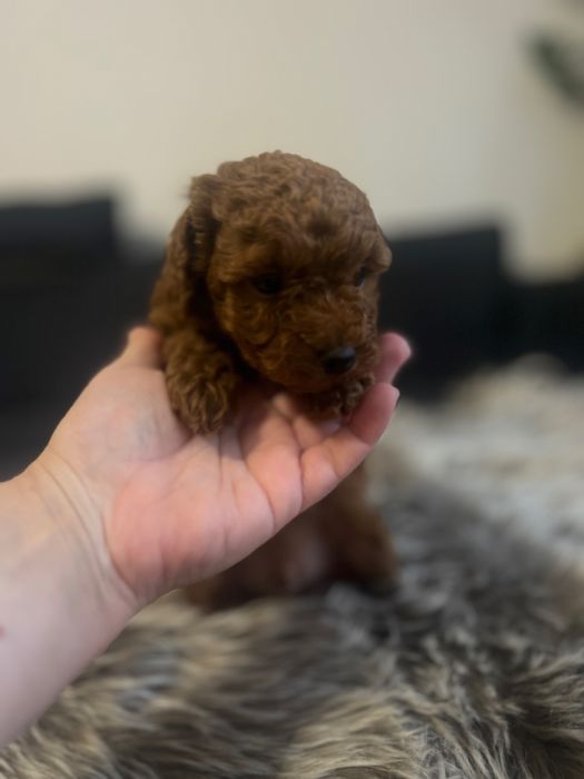 Pudel miniaturowy płowy