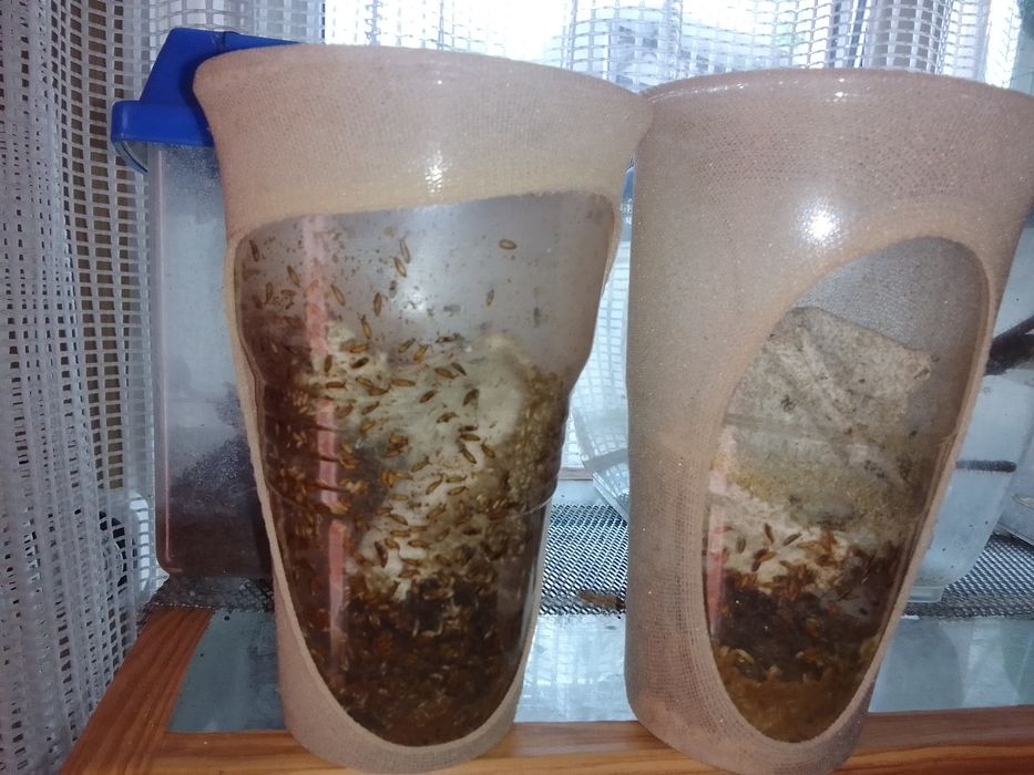 Продам мушку хідею