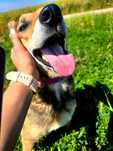 Spike (Spajk) spokojny, piękny pies szuka domu. Adopcja, schronisko.