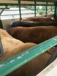 Skup bydła byki krowy jałówki cielęta szybkie płatności