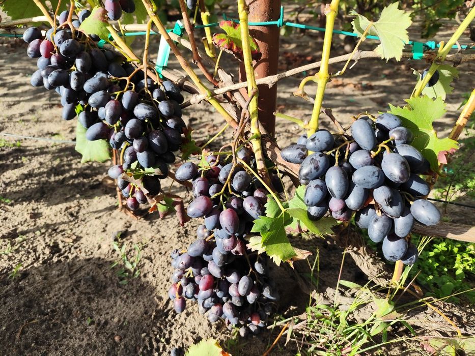 Sprzedam sadzonki winorośli deserowej