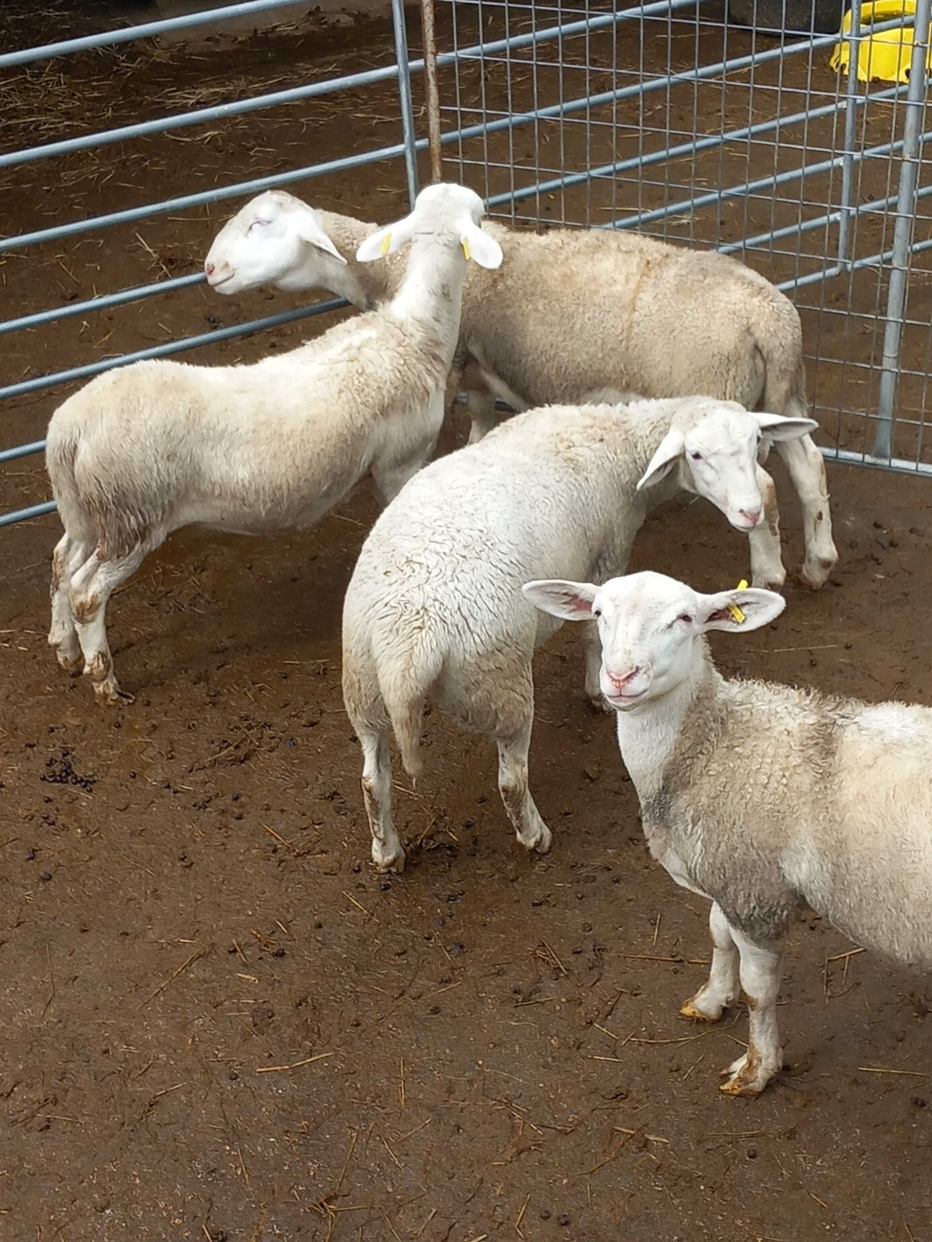 Ovinos das Raças,  Berouchon du Cher, e Dorper Branco