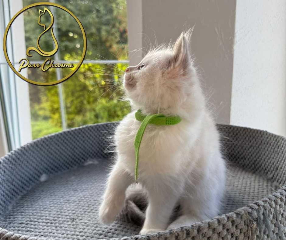 Słodki uroczy kocur ragdoll rodowód FPL FiFe śliczny