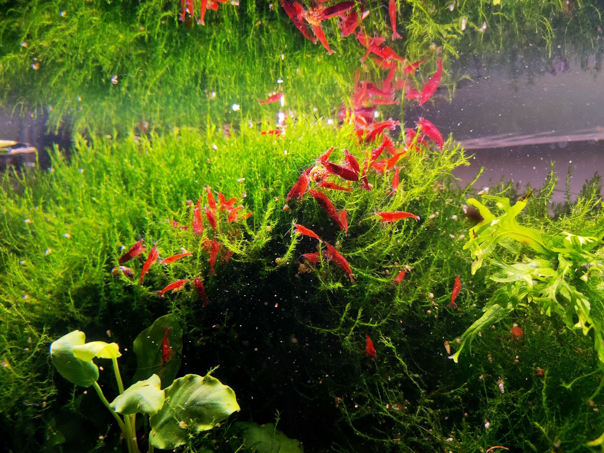 Krewetki Bloody Mary - Neocaridina davidi