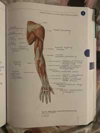 Atlasy anatomiczne Sobotta