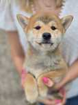 SHIBA INU piesek dwumiesięczny metryka do odbioru piesek