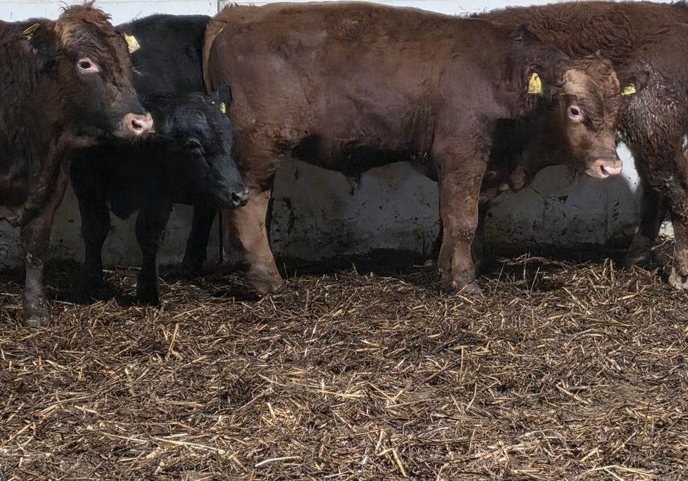 Byczki odsadki 20 sztuk ze zdjęć