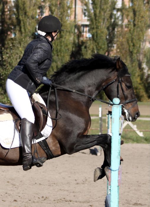 Тренування по конному спорту, основи верхової їзди та прогулянки верхи