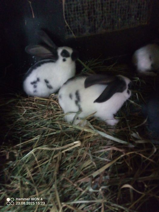 Króliki olbrzym srokacz