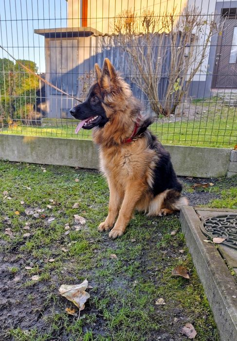 Owczarek niemiecki suczka