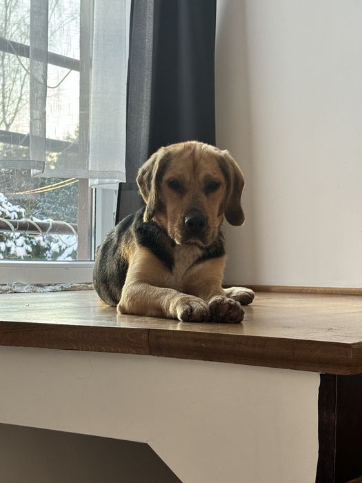 Oddam psa w dobre rece